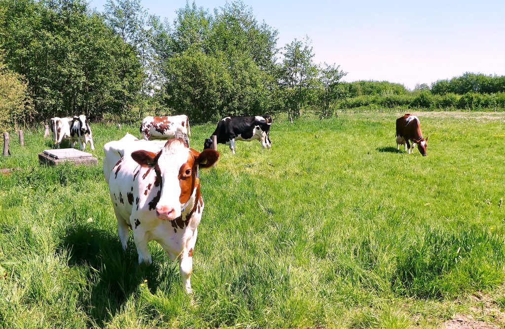 Minder stikstof in Brabant; meer boeren, eerlijk betaald, met minder dieren